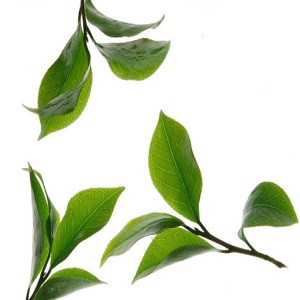 飘逸茶业品牌logo