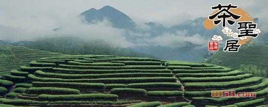 厦门茶圣居茶叶有限公司生态茶园