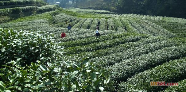 紫阳富硒茶生态茶园