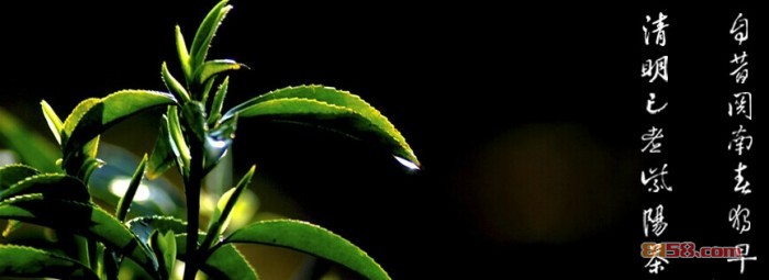 紫阳富硒茶加盟