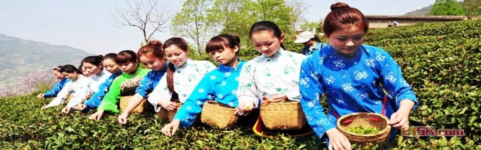 紫阳富硒茶采茶