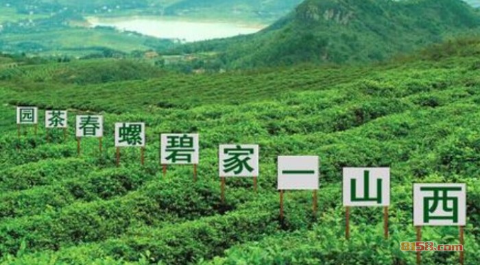 碧螺春产地在哪
