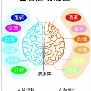 卓人右脑