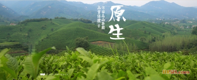 东和茶叶