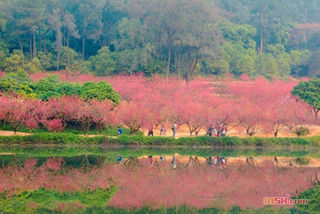 二月桃花艳，醉美伊百丽