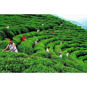御茶园茗茶