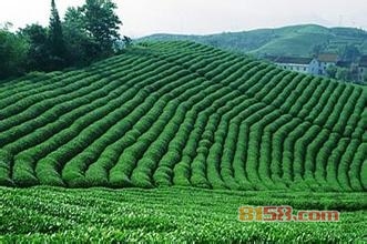 御茶园茗茶加盟