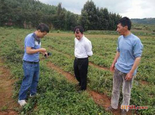 丹参种植加盟利润怎样呢?
