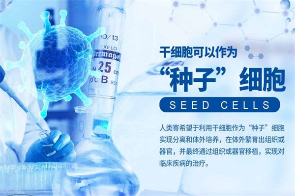 艾薇暨薇干细胞