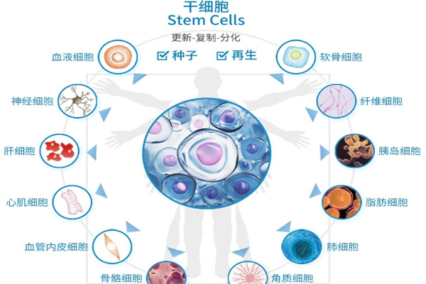 爱米乐细胞抗衰