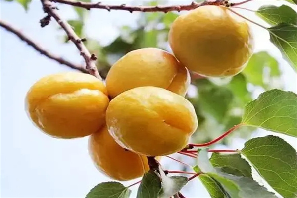 三德水果管家