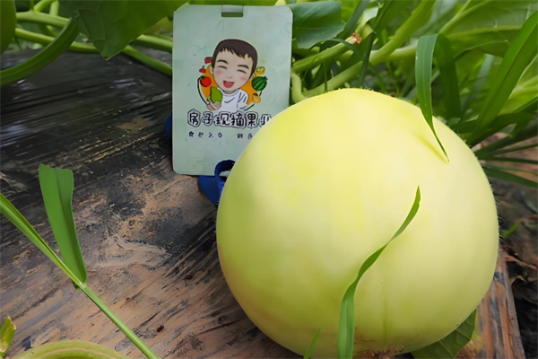 房子优果