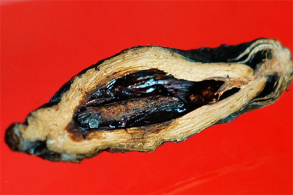 绿好食品 绿好食品