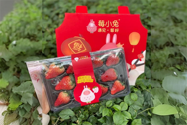 莓小兔草莓