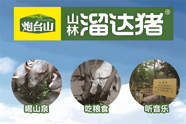 山林溜达猪 山林溜达猪