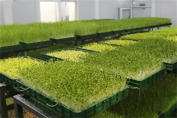菜立方芽苗菜