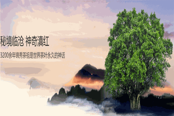凤牌红茶加盟