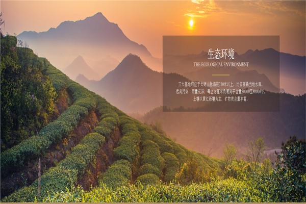 品品香白茶加盟