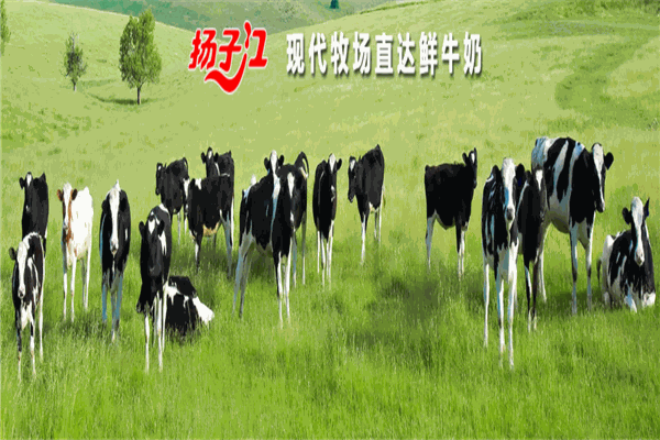 扬子江牛哞哞鲜奶栈