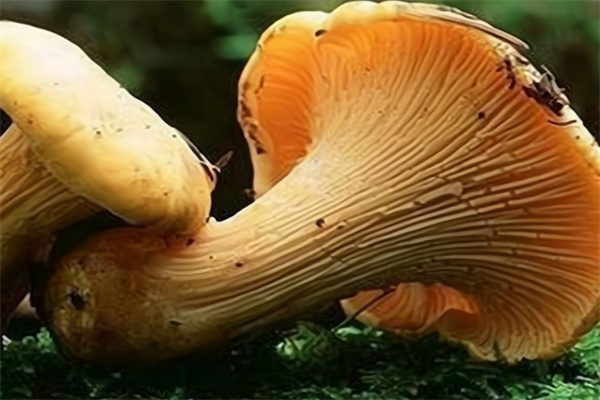 中盛永基食用菌 中盛永基食用菌