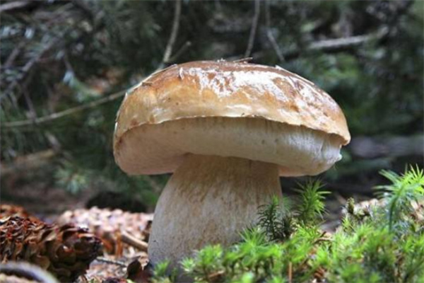 中盛永基食用菌 中盛永基食用菌