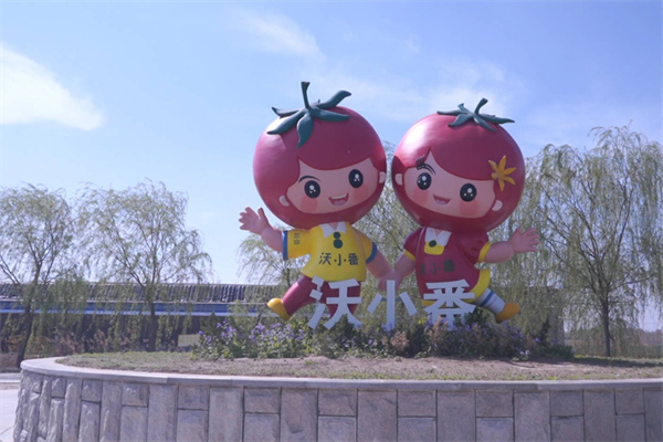 沃小番西红柿 沃小番西红柿