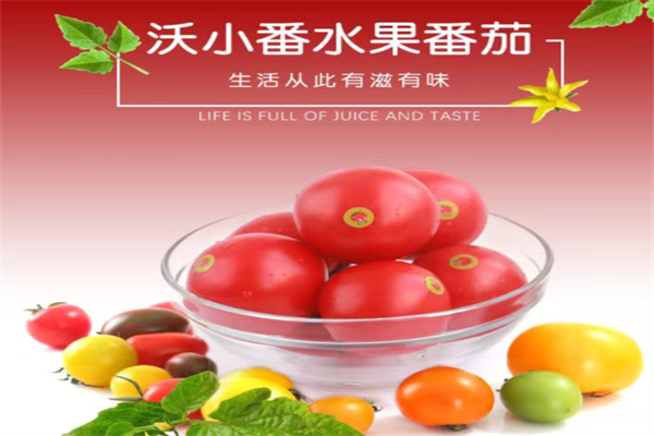 沃小番西红柿 沃小番西红柿