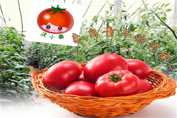 沃小番西红柿 沃小番西红柿