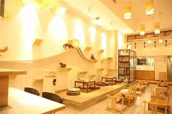 宠物咖啡店 宠物咖啡店