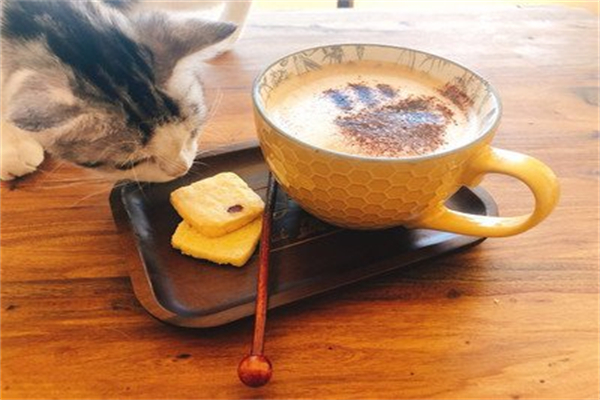 午后猫咖啡