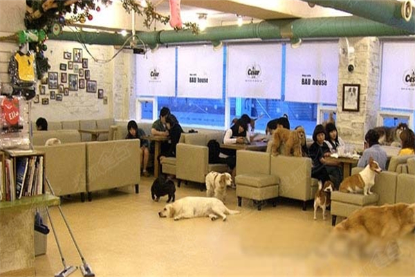 宠物咖啡店 宠物咖啡店