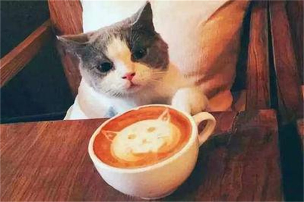 猫咖啡加盟费大概多少?低成本入局餐饮行业