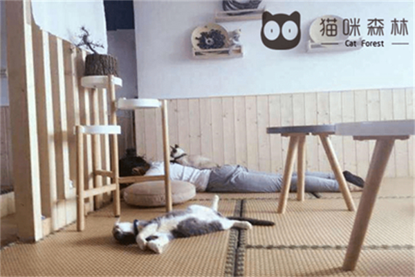 猫咪森林咖啡加盟电话怎么查找?咨询快捷，号码一键获取