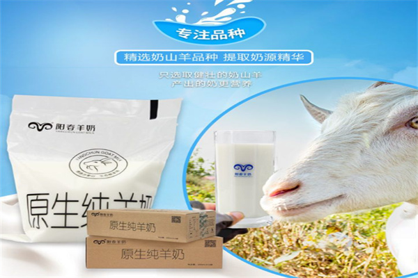 阳春羊奶