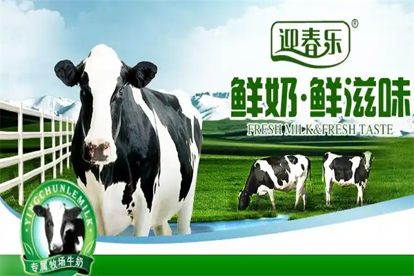 迎春乐鲜奶