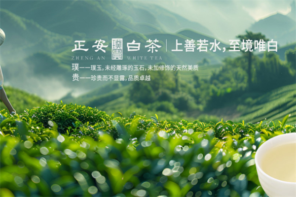 正安白茶加盟多少钱?加盟投入克制，降低创业压力