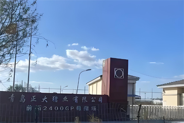 正大养猪 正大养猪