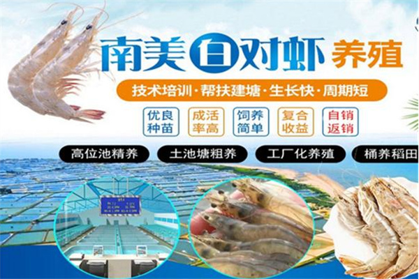 鲜流汇南美白对虾养殖 鲜流汇南美白对虾养殖