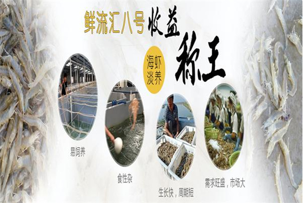 鲜流汇南美白对虾养殖 鲜流汇南美白对虾养殖