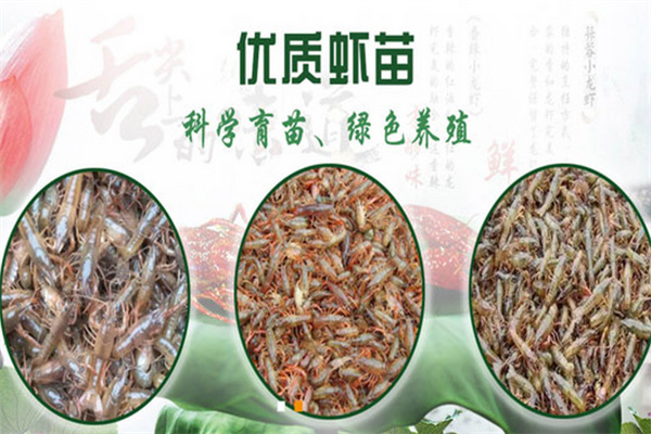 鲜流汇南美白对虾养殖 鲜流汇南美白对虾养殖