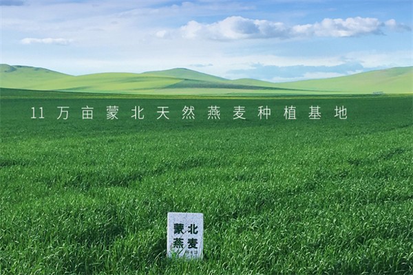 蒙北燕麦 蒙北燕麦