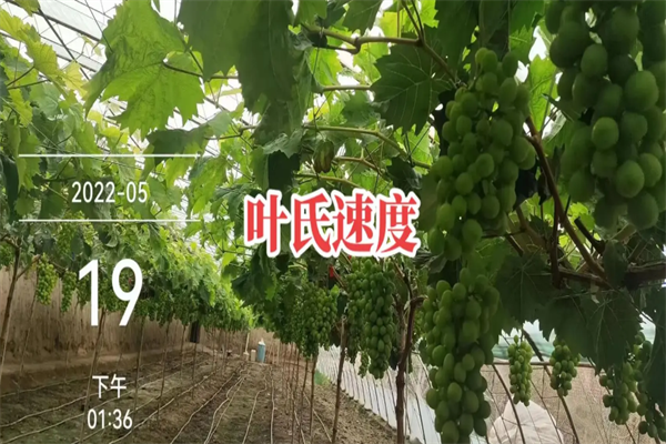 叶氏兄弟