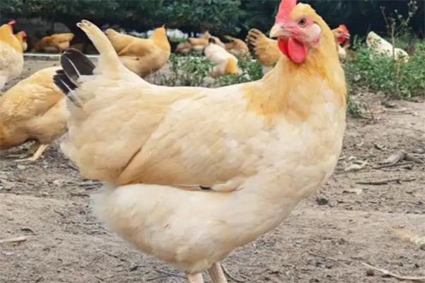 鸡博士