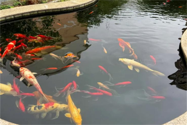 佳顺锦鲤养殖场