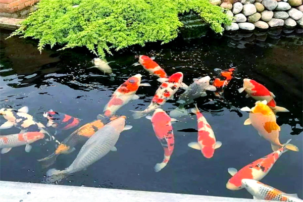 佳顺锦鲤养殖场