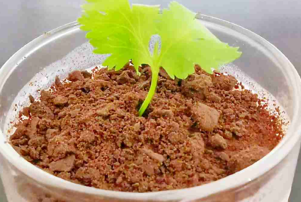 艺莎盆栽冰淇淋 艺莎盆栽冰淇淋