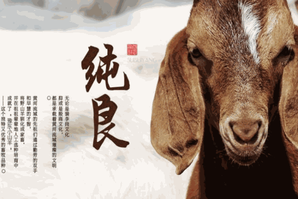 岁岁羊火锅