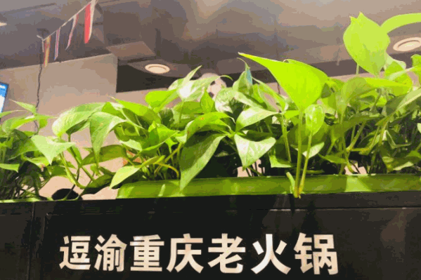 逗渝重庆老火锅