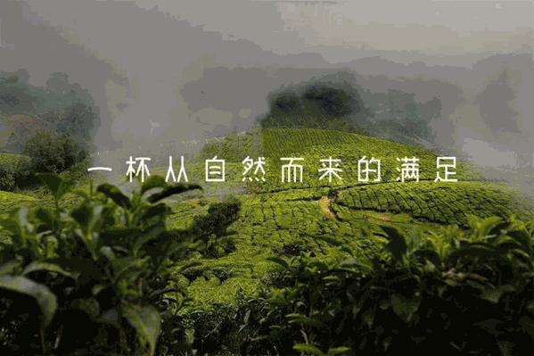 向茶山茶