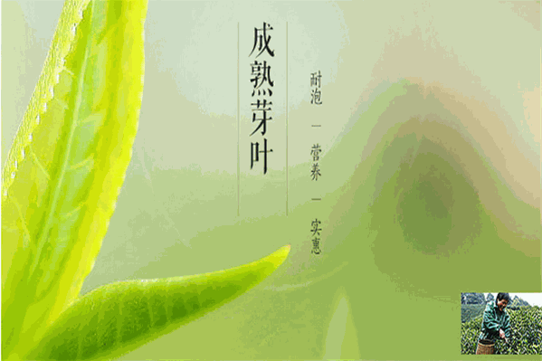 腾琼野茶王